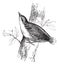 Eurasian Nuthatch or Sitta europaea vintage engraving