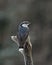 Eurasian Nuthatch, Sitta europaeaon sits on an frozen old stump