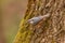 Eurasian nuthatch sitting on trunk of tree