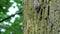 Eurasian nuthatch on a tree