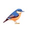 Eurasian nuthatch or wood nuthatch, Sitta europaea is a small passerine bird. Cartoon flat beautiful character bird of