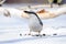 The Eurasian nuthatch or wood nuthatch with a sunflower seed on a snow background.