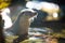 Eurasian otter