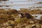 Eurasian Otter aka Sea Otter (Lutra lutra) on the Isle of Jura an inner Hebridean Island in Scotland, UK