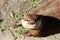 Eurasian otter lies on the ground