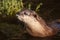 Eurasian otter looks out of the water