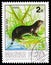 Eurasian Otter (Lutra lutra), Animals serie, circa 1986