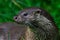 Eurasian otter, Lutra lutra, detail portrait water animal in the nature habitat, Germany