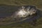 Eurasian otter, Lutra lutra, swimming on river lossie, winter, moray, scotland, march.