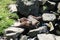 Eurasian otter lutra lutra in zoological garden, Ostrava