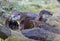 Eurasian Otters, Germany