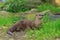 Eurasian otters Lutra lutra male in the grass