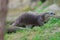 Eurasian otters Lutra lutra Quickly stalking along the banks of the river