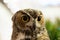 Eurasian owl Bubo bubo eagle owl, portrait of head and eyes