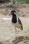 Eurasian Oyster-catcher Haematopus ostralegus in the zoo