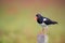 Eurasian Oyster catcher in nature