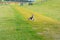 Eurasian Oyster catcher in nature