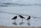 Eurasian Oystercatcher