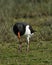 Eurasian Oystercatcher