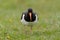 Eurasian oystercatcher