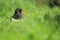 Eurasian oystercatcher