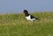 Eurasian Oystercatcher