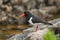 Eurasian oystercatcher