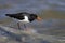 Eurasian Oystercatcher Haematopus ostralegus