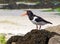 Eurasian Oystercatcher (Haematopus ostralegus).