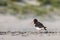 Eurasian oystercatcher (Haematopus ostralegus