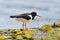 Eurasian Oystercatcher (Haematopus ostralegus)