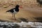 The Eurasian oystercatcher Haematopus ostralegus also known as the common pied oystercatcher, or palaearctic oystercatcher on