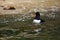 Eurasian oystercatcher Haematopus ostralegus also known as the common pied oystercatcher, or palaearctic oystercatcher,[2]