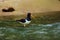 The Eurasian oystercatcher Haematopus ostralegus also known as the common pied oystercatcher, or palaearctic oystercatcher,[2]