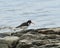 Eurasian oystercatcher Haematopus ostralegus also known as common pied oystercatcher, or palaearctic oystercatcher