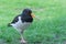 Eurasian oystercatcher Haematopus ostralegus or common pied oystercatcher, or palaearctic oystercatcher stands in grass close up