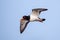 Eurasian Oystercatcher - Haematopus ostralegus in flight.