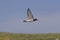 Eurasian Oystercatcher, Haematopus ostralegus, flying over coast