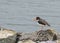 A Eurasian oystercatcher (Haematopus ostralegus) standing on rocks near the coast