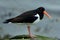 Eurasian oystercatcher, Inchcolm Island, Scotland