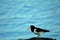 Eurasian oystercatcher, Inchcolm Island, Scotland