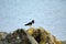 Eurasian oystercatcher, Inchcolm Island, Scotland