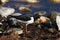 Eurasian Oystercatcher at Stora Karlso