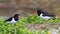 Eurasian Oystercatchers - Haematopus ostralegus, on a Gloucestershire wetland.