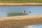 Eurasian oystercatchers, Hengforderwaarden, Holland