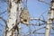 Eurasian penduline tit bird nest Remiz pendulinus on a birch twig. Spring, the time of the establishment of offspring. Close-up