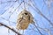 Eurasian penduline tit bird nest Remiz pendulinus on a birch twig. Spring, the time of the establishment of offspring. Close-up