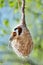 The Eurasian penduline tit or European penduline tit Remiz pendulinus builds a nest on a tree. Spring in the bird kingdom. Bird