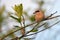 Eurasian Penduline Tit perched with food in his beak