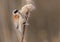 Eurasian Penduline Tit - Remiz pendulinus